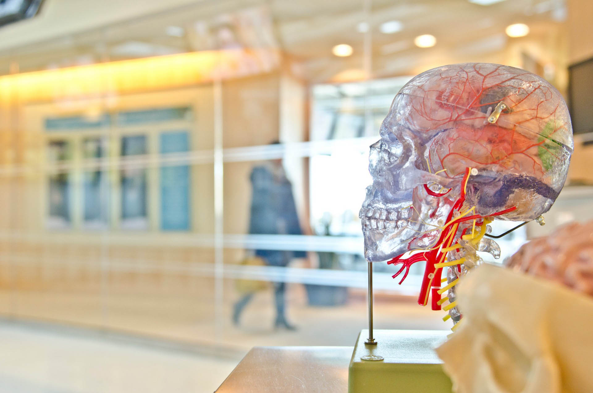 A exhibit presents a model of a human brain, highlighting its significance in biology and medicine.
