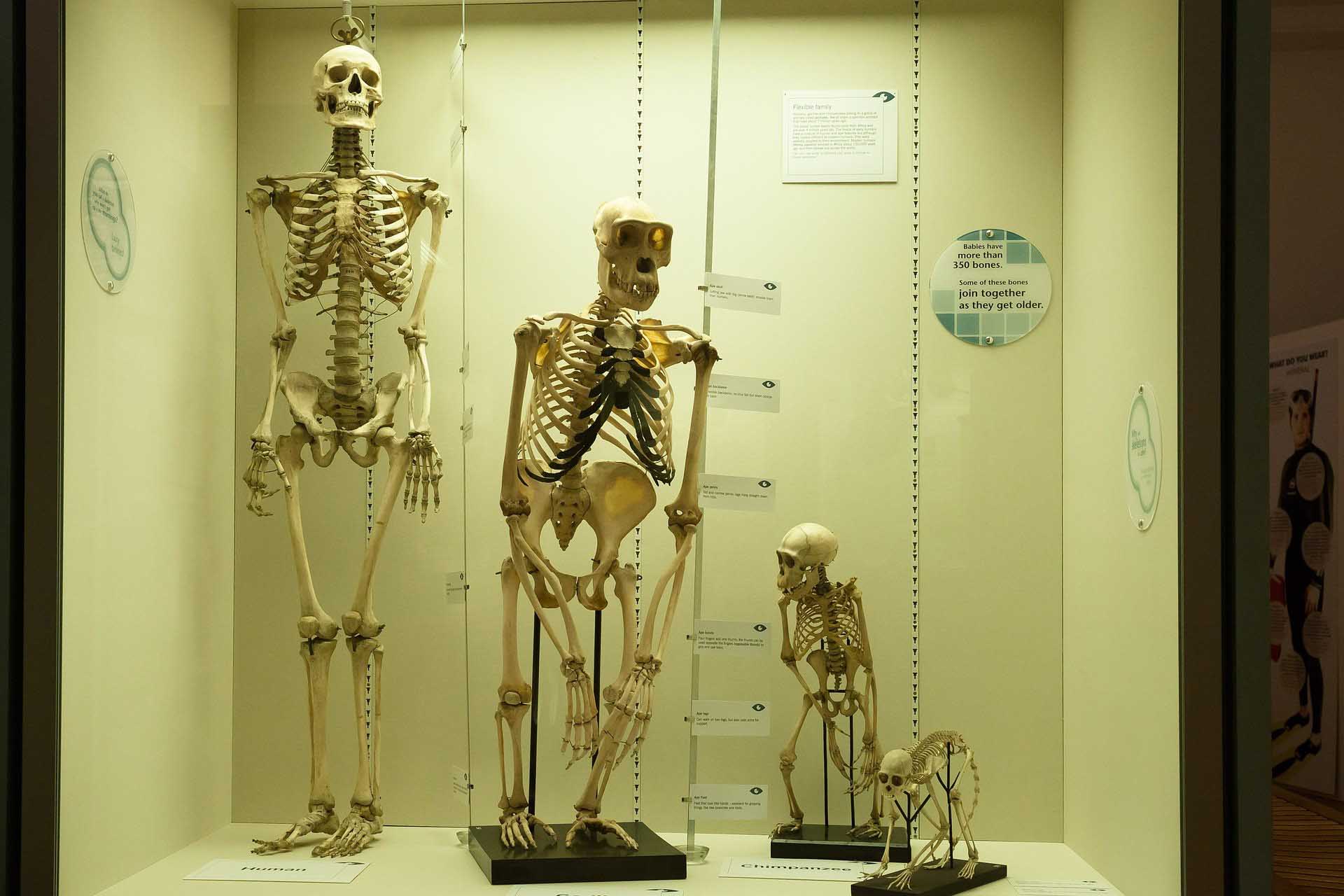 A display case showcasing skeletons and a monkey, illustrating the concept of evolution